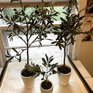 Pottery Barn Fake Plants